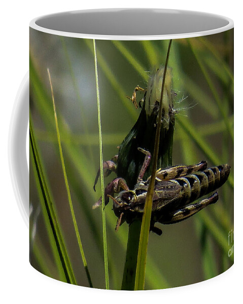 Grasshopper Coffee Mug featuring the photograph Grasshopper 2 by Christy Garavetto