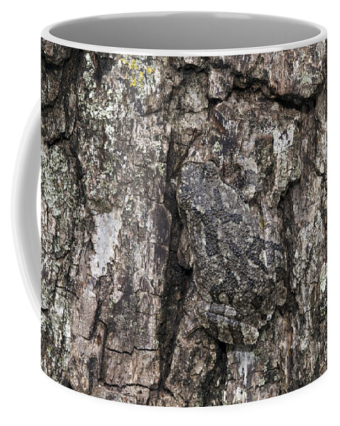 Fauna Coffee Mug featuring the photograph Gray Treefrog by Kenneth M. Highfill