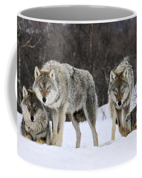 00436589 Coffee Mug featuring the photograph Gray Wolves Norway by Jasper Doest