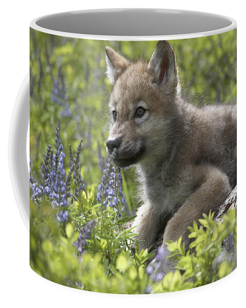 Mp Coffee Mug featuring the photograph Gray Wolf Canis Lupus Pup Amid Lupine by Tim Fitzharris