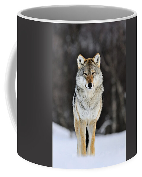 Mp Coffee Mug featuring the photograph Gray Wolf in the Snow by Jasper Doest
