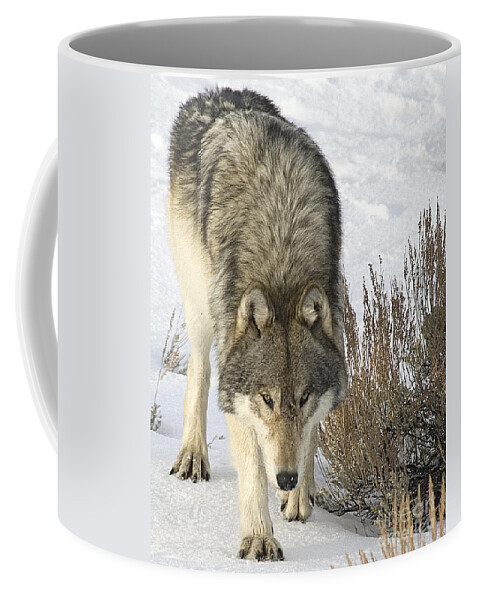 Wolf Coffee Mug featuring the photograph Gray Wolf by Gary Beeler