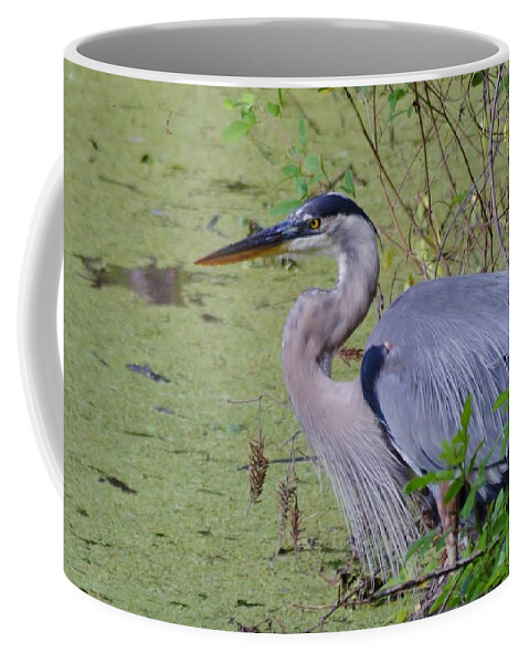 Great Blue Heron Macro Coffee Mug featuring the photograph Great Blue Heron Macro by Warren Thompson