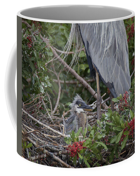 Great Coffee Mug featuring the photograph Great Blue Heron Nestling by David Watkins