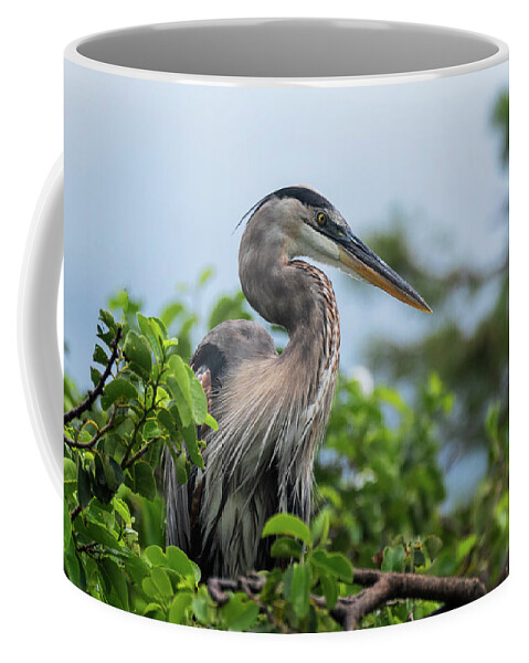 Great Blue Heron Coffee Mug featuring the photograph Great Blue Heron Portrait by Saija Lehtonen