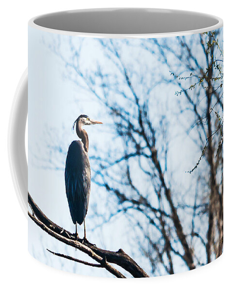 Great Blue Heron Coffee Mug featuring the photograph Great Blue Heron Sitting In A Tree by Ed Peterson