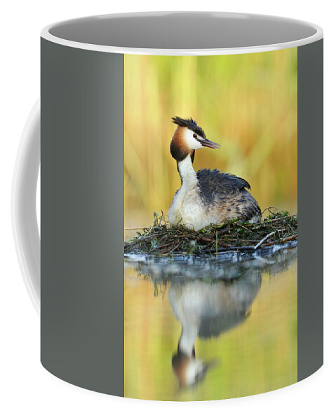 70015143 Coffee Mug featuring the photograph Great Creasted Grebe on Nest by Jasper Doest