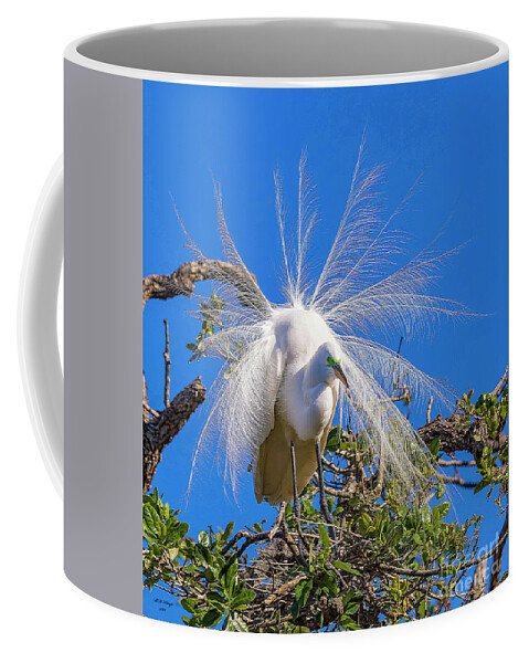 Egrets Coffee Mug featuring the photograph Great Egret In Breeding Plumage by DB Hayes