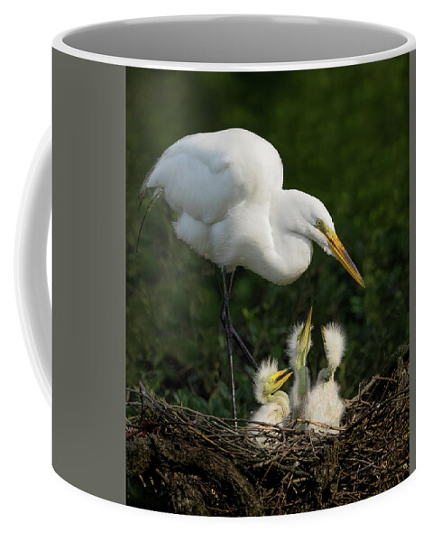 Great Egret Coffee Mug featuring the photograph Great Egret with chicks by Steve Zimic