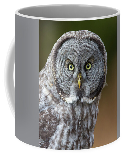 Great Gray Owl Coffee Mug featuring the photograph Great Gray Owl Portrait by Max Waugh