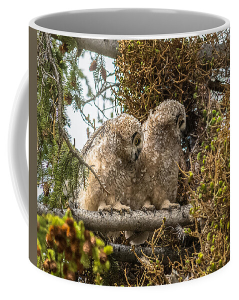 Yellowstone National Park Coffee Mug featuring the photograph Great-Horned Owlets In Spring by Yeates Photography