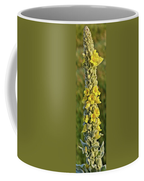 Great Mullein Coffee Mug featuring the photograph Great Mullein by Bonfire Photography