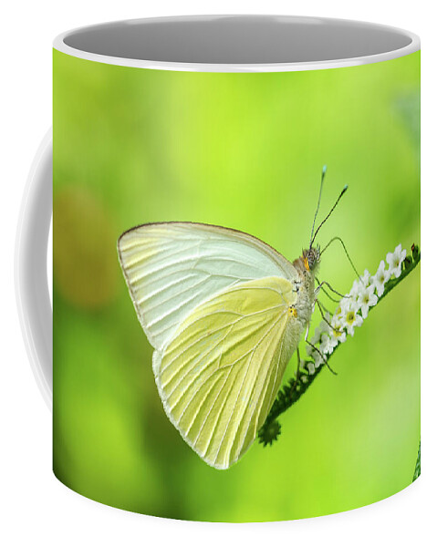 Butterfly Coffee Mug featuring the photograph Great Southern White Butterfly Drinking Nectar by Artful Imagery