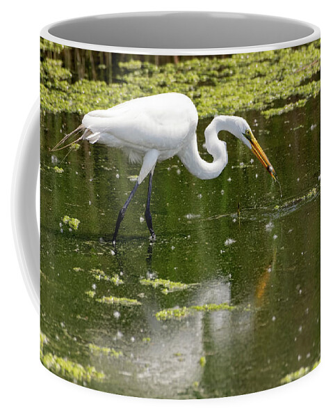 Great White Egret Coffee Mug featuring the photograph Great White Egret Feeding by Sam Rino