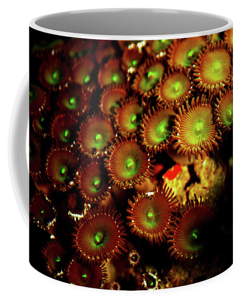 Button Polyps Coffee Mug featuring the photograph Green Button Polyps by Anthony Jones