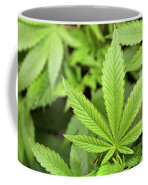 Marijuana Coffee Mug featuring the photograph Green Growing by Dan Holm