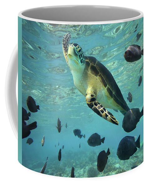 00451420 Coffee Mug featuring the photograph Green Sea Turtle Balicasag Island by Tim Fitzharris