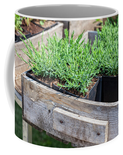 Plant Coffee Mug featuring the photograph Green seedlings in plant school by Sophie McAulay