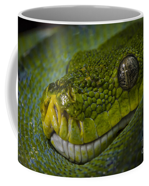 Green Snake Coffee Mug featuring the photograph Green Snake by Andrea Silies