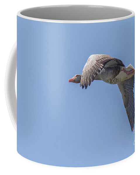 Anatidae Coffee Mug featuring the photograph Greylag goose - Anser anser by Jivko Nakev