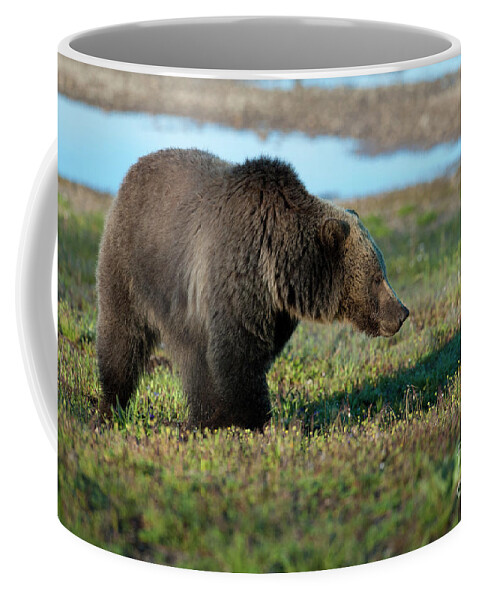 Bear Coffee Mug featuring the photograph Grizzly at Yellowstone Lake by Sandra Bronstein