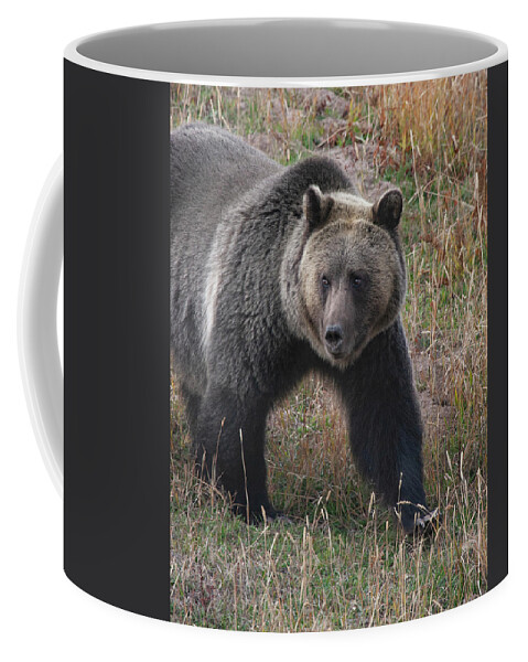 Mark Miller Photos. Grizzly Coffee Mug featuring the photograph Grizzly Bear in Fall by Mark Miller