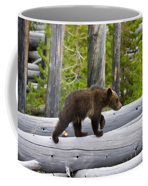 Nature Coffee Mug featuring the photograph Grizzly Cub by Mark Miller