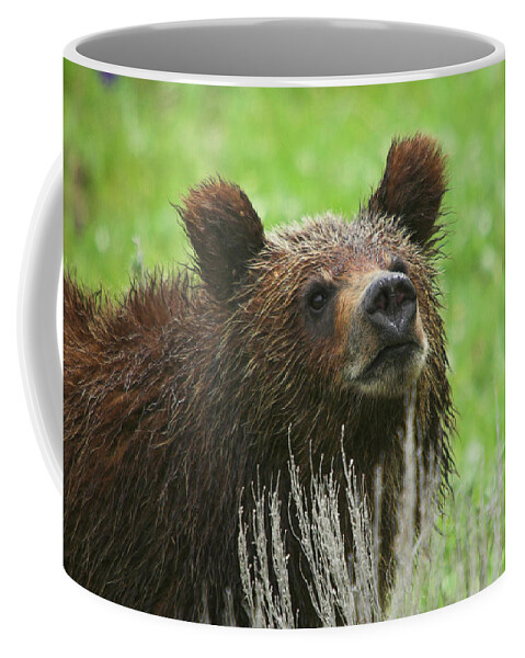 Grizzly Coffee Mug featuring the photograph Grizzly Cub by Steve Stuller