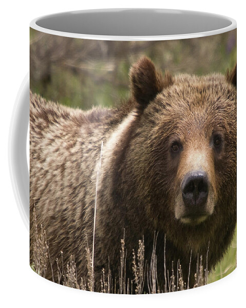 Grizzly Bear Coffee Mug featuring the photograph Grizzly Portrait by Steve Stuller