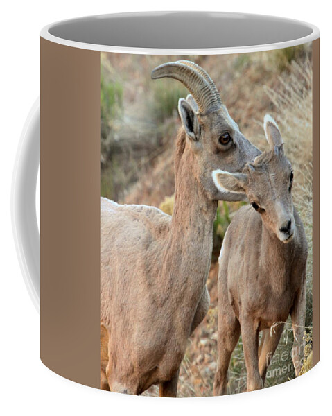 Big Horn Sheep Coffee Mug featuring the photograph Grooming The Youngster by Adam Jewell