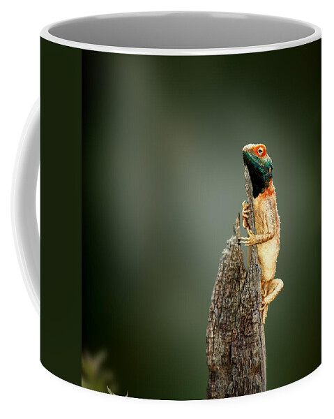 Agama Coffee Mug featuring the photograph Ground agama sunbathing by Johan Swanepoel