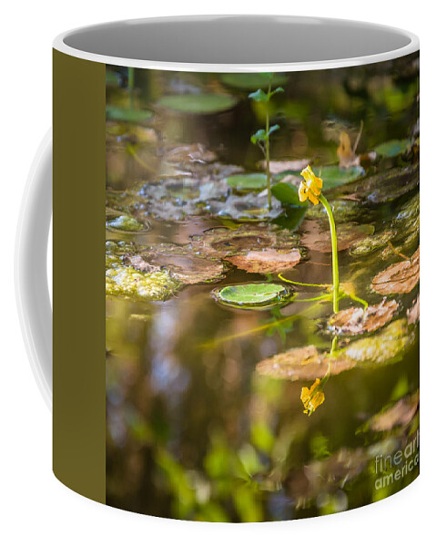 Plants Coffee Mug featuring the photograph Growing in the water by Mariusz Talarek