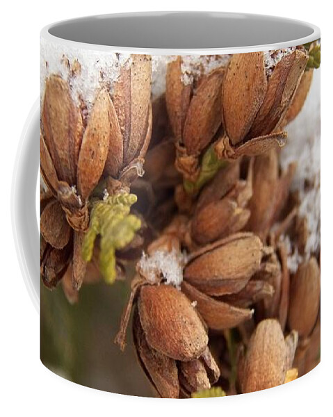 Winter Coffee Mug featuring the photograph Growth of Pincones by Corinne Elizabeth Cowherd
