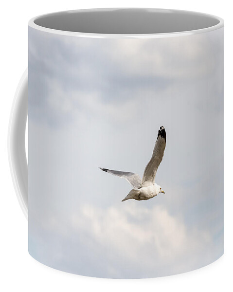 Gull Coffee Mug featuring the photograph Gull in Flight by Holden The Moment