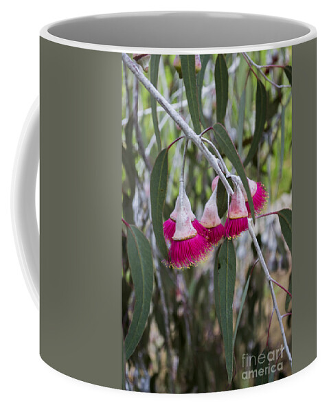 Eucalyptus Coffee Mug featuring the photograph Gumnut Flowers by Angela DeFrias