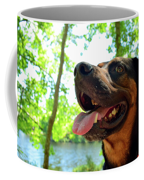 Hike Coffee Mug featuring the photograph Gus on a Hike by Nicole Lloyd