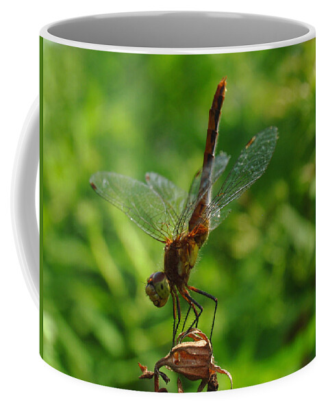 Dragonfly Coffee Mug featuring the photograph Gymnast by Juergen Roth