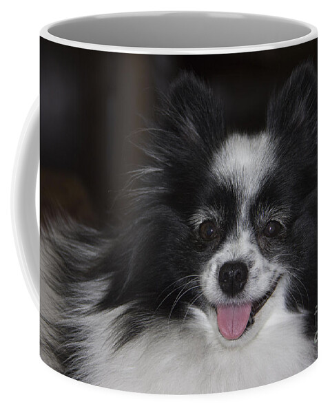 Small Dog Coffee Mug featuring the photograph Gypsy by Kelly Holm