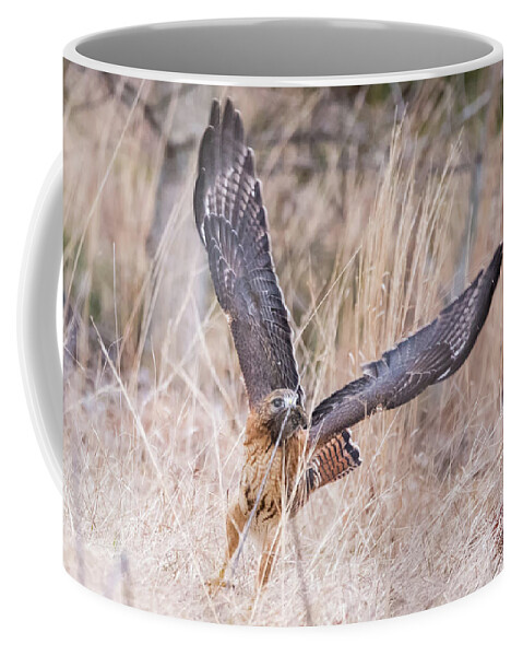 Hal Hybrid Hawk Redtail Redshould Redshouldered Red-shoulder Red-tail X Bird Hunting Vole Catch Feeding Rare Ornithology Outside Outdoors Natural Wild Wildlife Nature Prey Boylston West W Westboylston Ma Mass Massachusetts Brian Hale Brianhalephoto Newengland New England Coffee Mug featuring the photograph Hal picking up dinner by Brian Hale