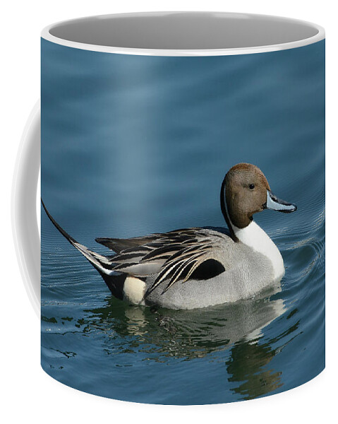 Northern Pintail Coffee Mug featuring the photograph Handsome Drake by Fraida Gutovich