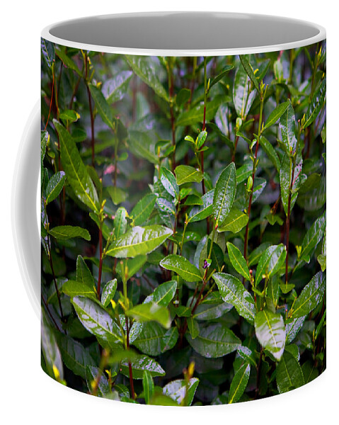 Tea Coffee Mug featuring the photograph Hangzhou Tea by James O Thompson