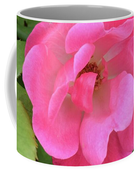 Barrieloustark Coffee Mug featuring the photograph Hardy Rose by Barrie Stark
