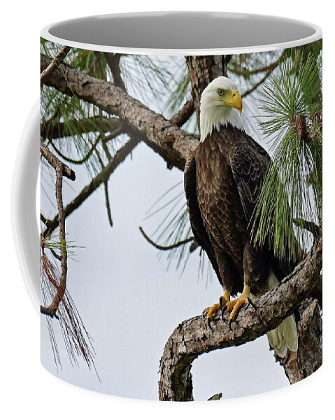  Coffee Mug featuring the photograph Harriet front pine by Liz Grindstaff