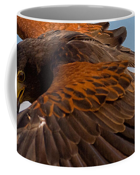 Parabuteo Unicinctus Coffee Mug featuring the photograph Harris Hawk Approach-Signed-#6077 by J L Woody Wooden