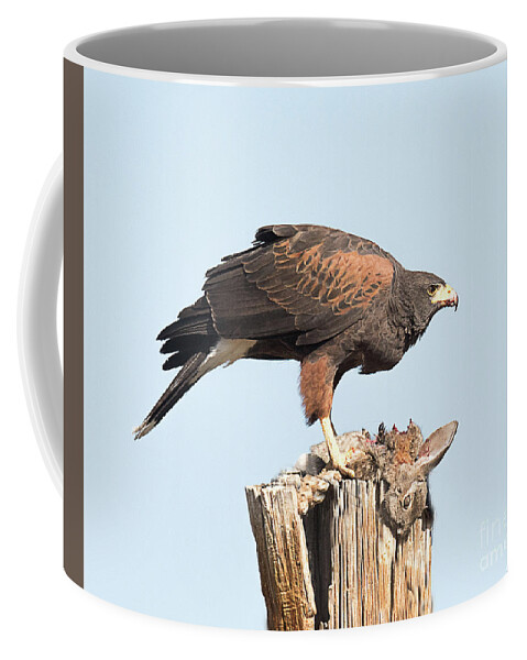 Bird Coffee Mug featuring the photograph Harris Hawk with Rabbit by Dennis Hammer