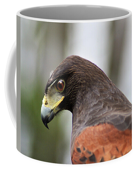Harris's Hawk Coffee Mug featuring the photograph Harris's Hawk Profile by Kathy Kelly