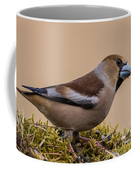 Hawfinch's Beak Coffee Mug featuring the photograph Hawfinch's beak by Torbjorn Swenelius