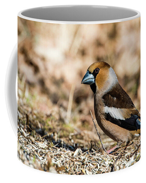 Hawfinch's Gaze Coffee Mug featuring the photograph Hawfinch's gaze by Torbjorn Swenelius