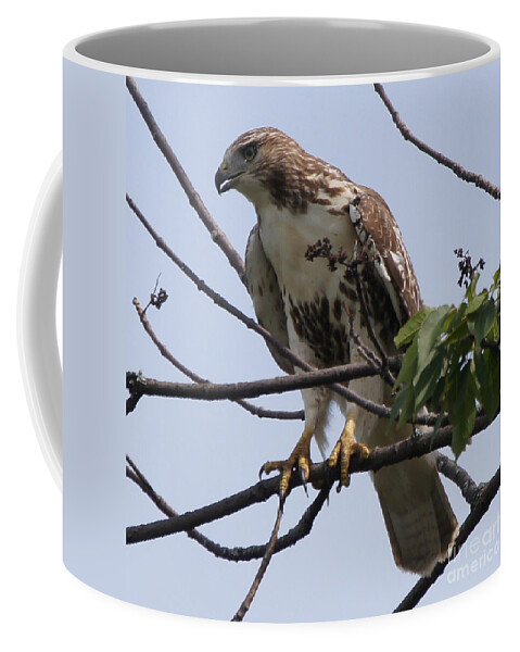 Hawk Coffee Mug featuring the photograph Hawk Before The Kill by Robert Alter Reflections of Infinity