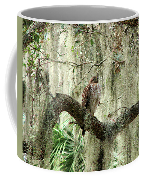Nature Coffee Mug featuring the photograph Hawk in Live Oak Hammock by Peggy Urban